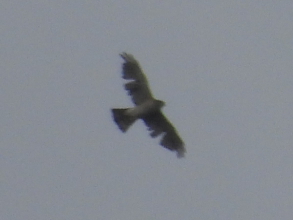 Japanese Sparrowhawk - ML645645478