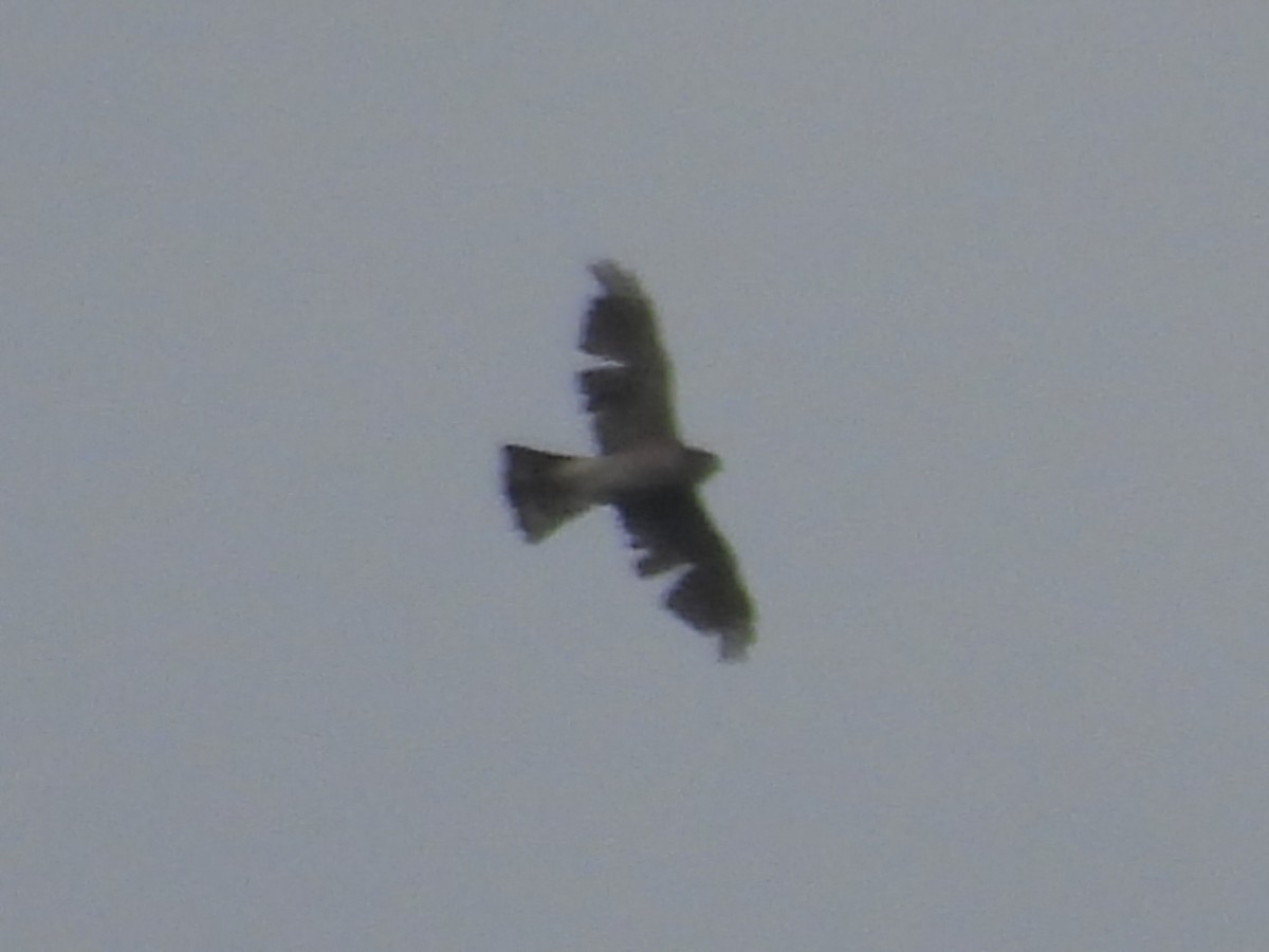 Japanese Sparrowhawk - ML645645479