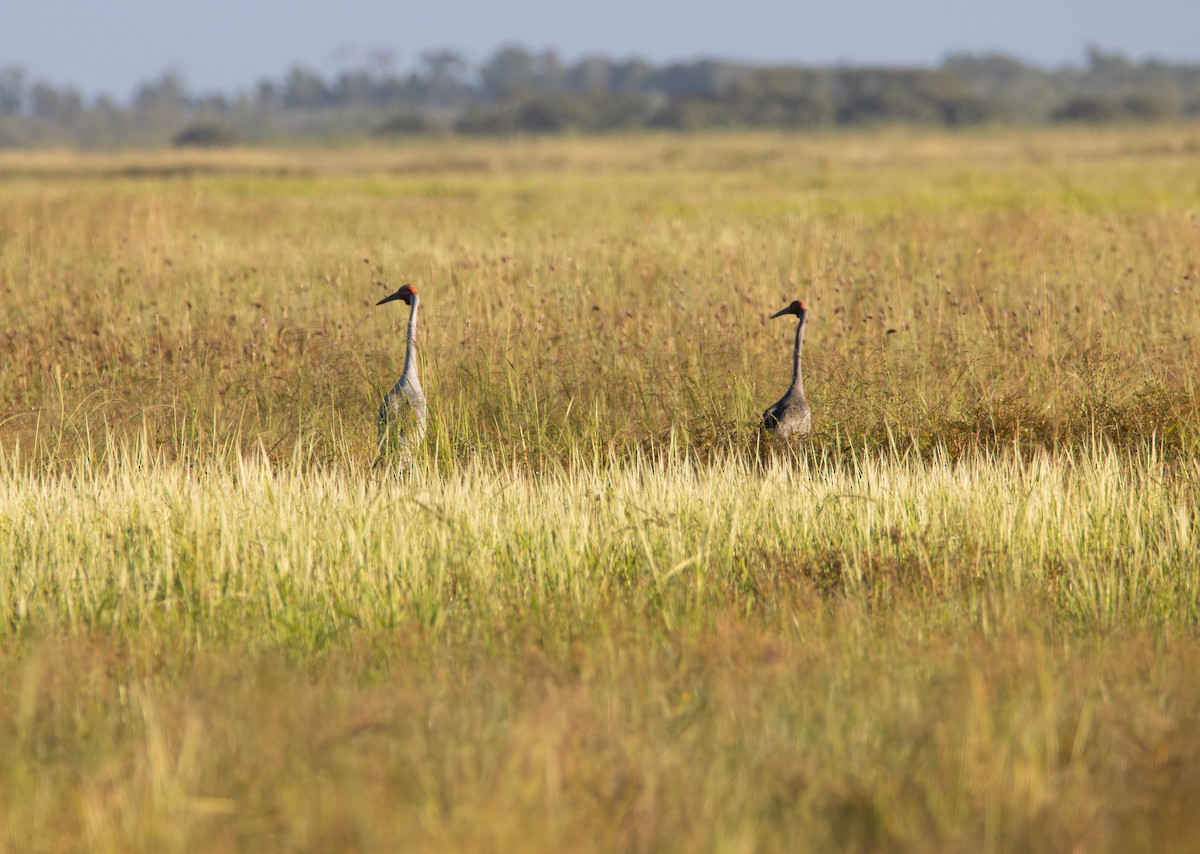 Brolga - ML645645481