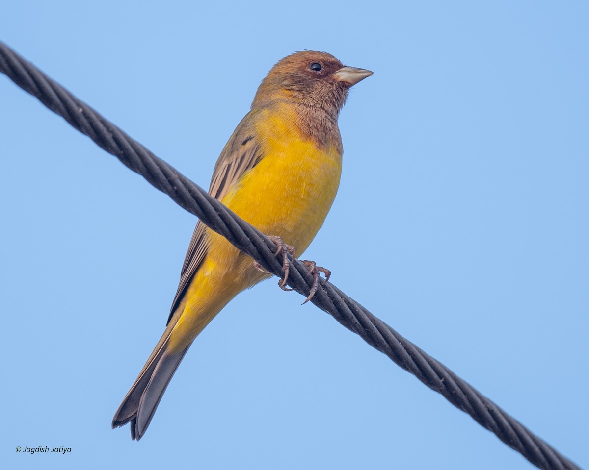 Red-headed Bunting - ML645645483