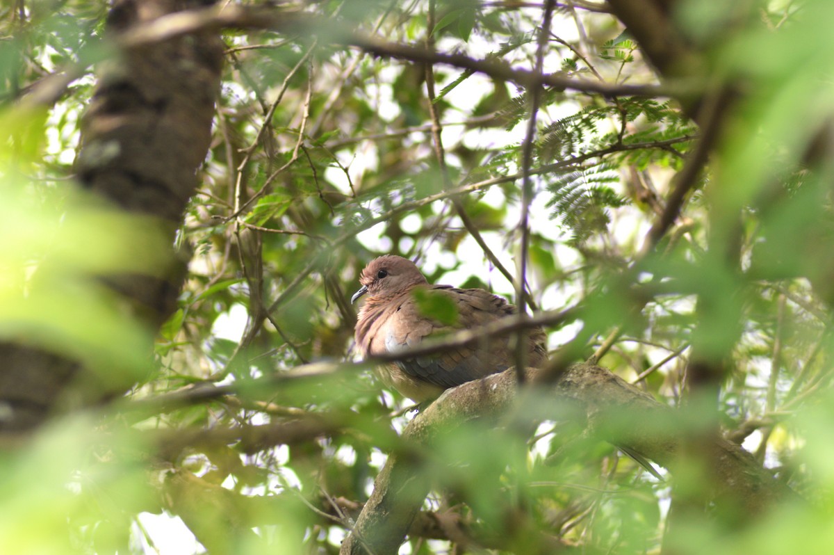 Laughing Dove - ML645645485