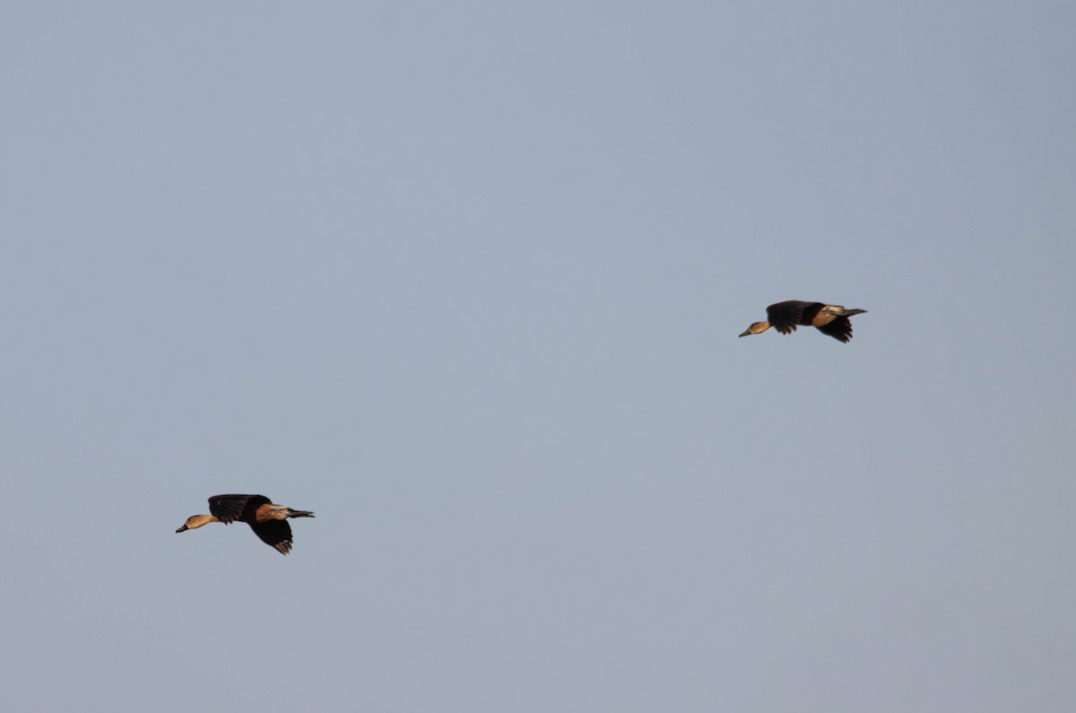 Wandering Whistling-Duck - ML645645487