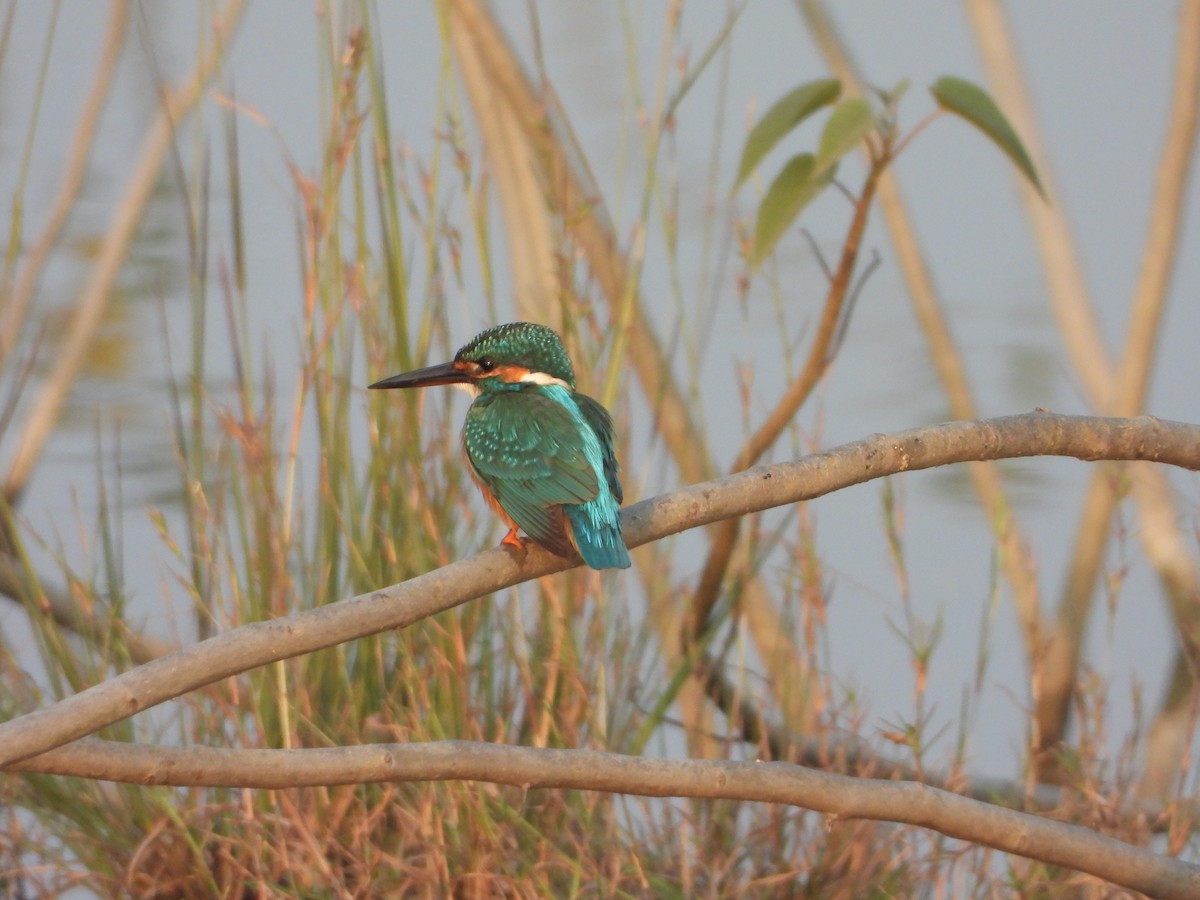 Common Kingfisher - ML645645489