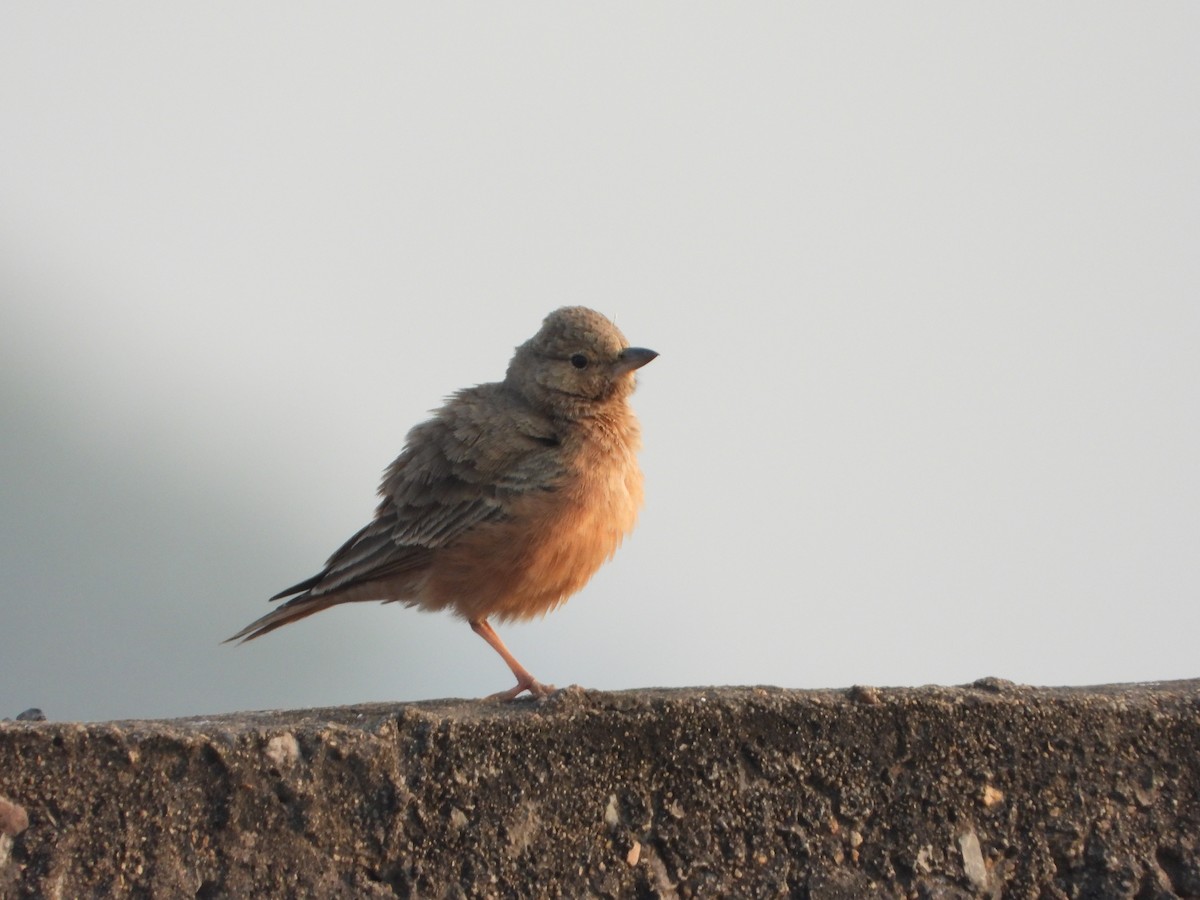 Rufous-tailed Lark - ML645645490