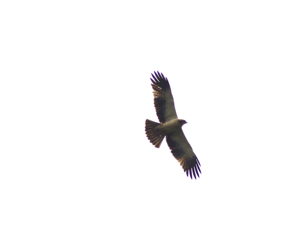 Booted Eagle - ML645645491