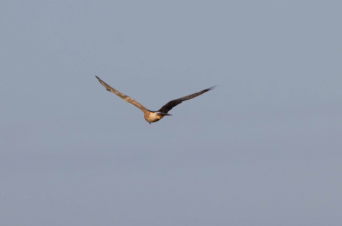 Swamp Harrier - ML645645494