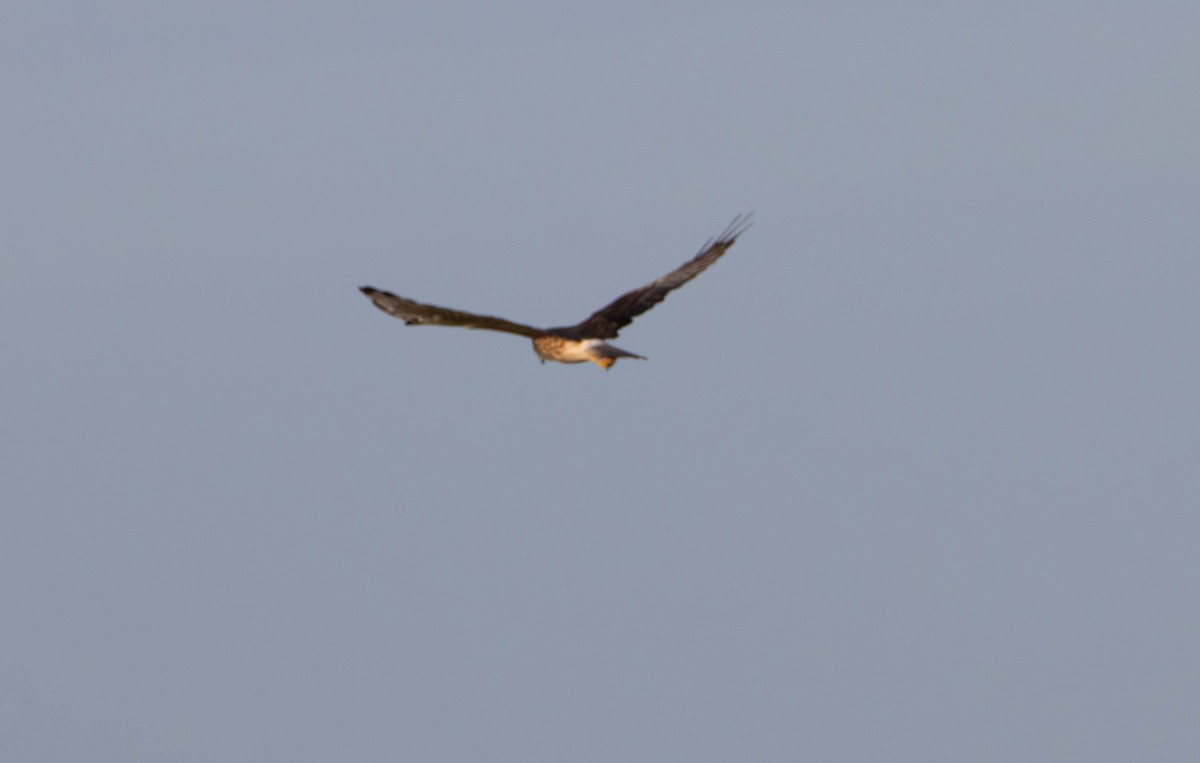 Swamp Harrier - ML645645496