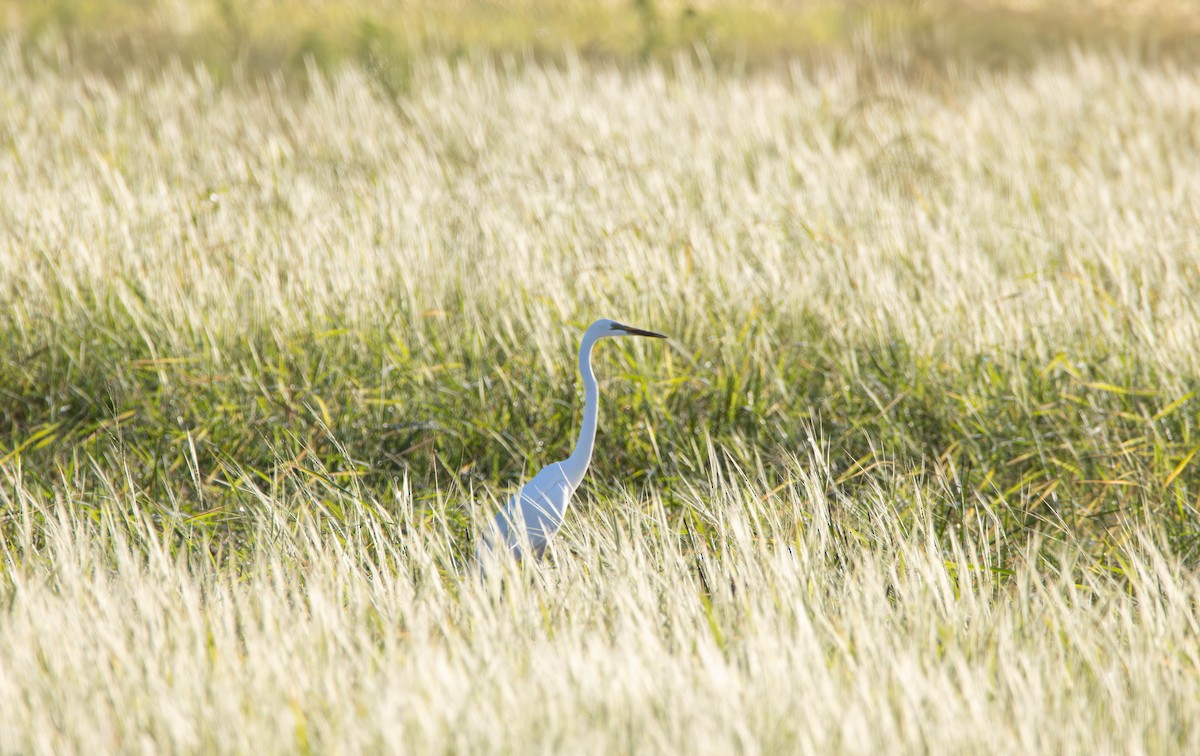 Great Egret - ML645645498