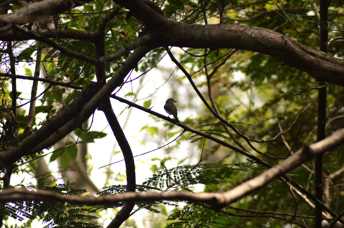 Zwergmennigvogel - ML645645502