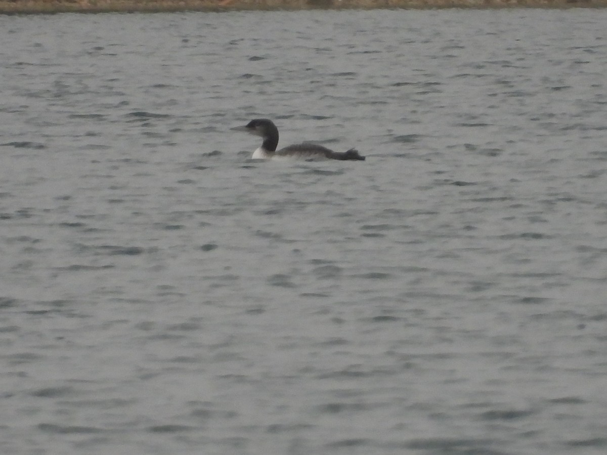 Common Loon - ML645645539