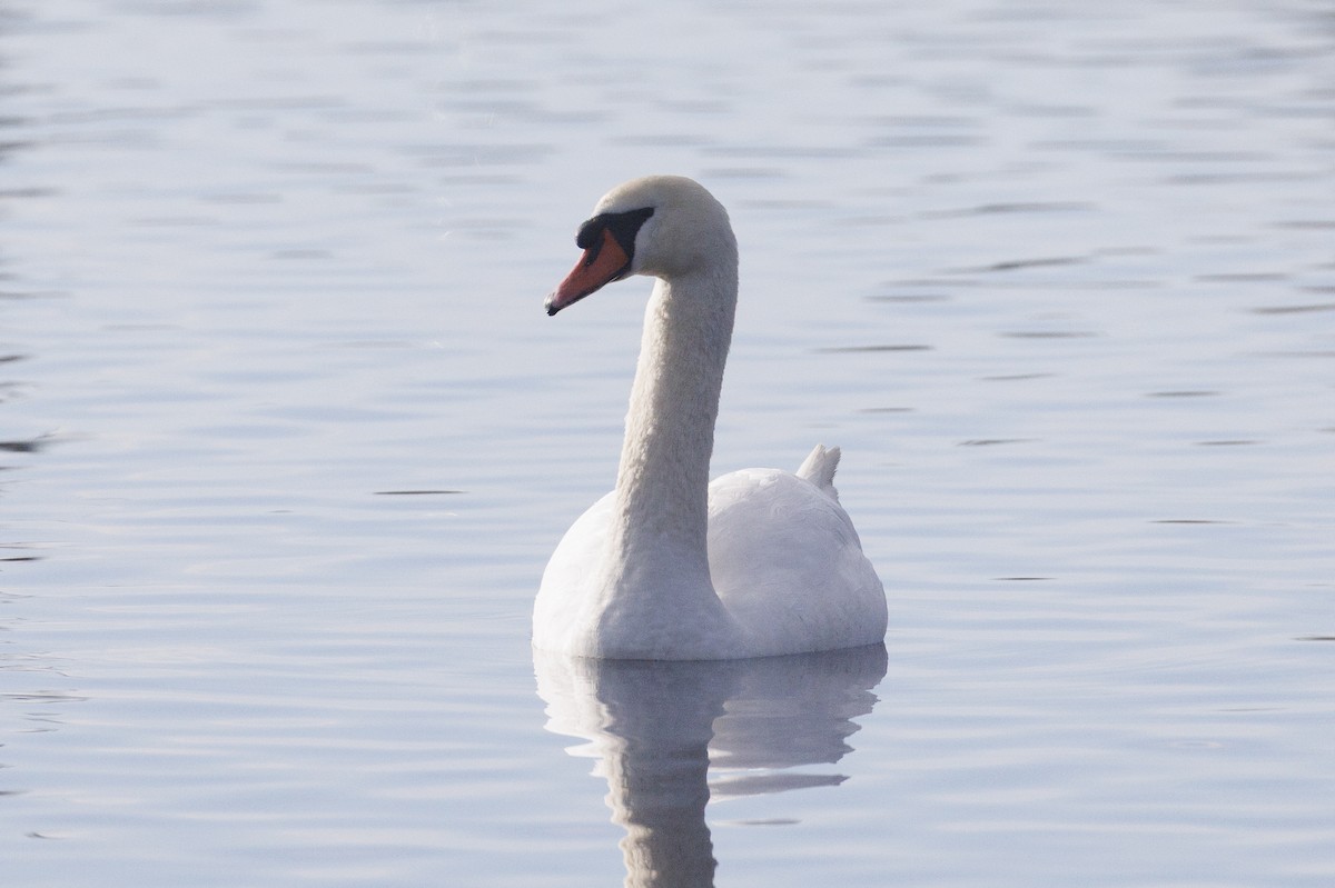Mute Swan - ML645645544