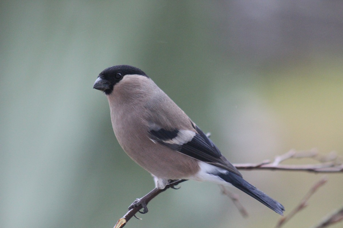 歐亞鷽 - ML645645549