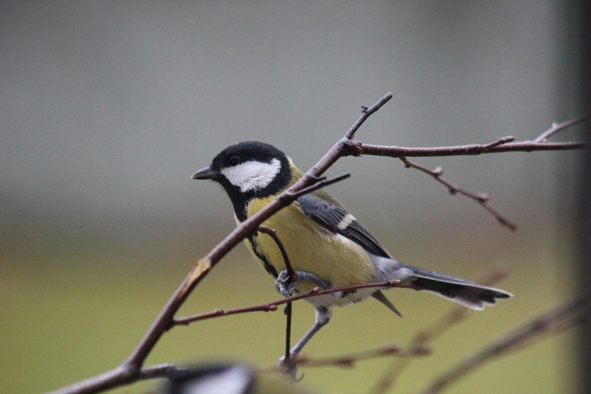 Great Tit - ML645645550