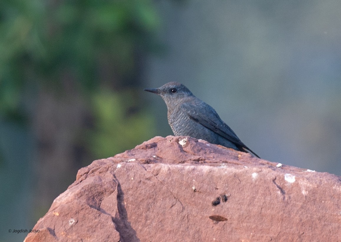 藍磯鶇 - ML645645551