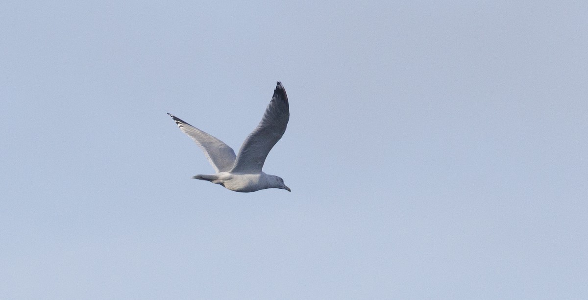 American Herring Gull - ML645645552