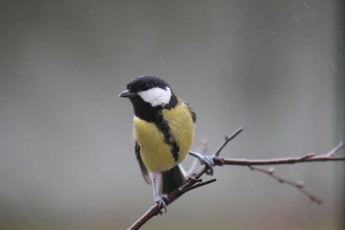 Great Tit - ML645645553