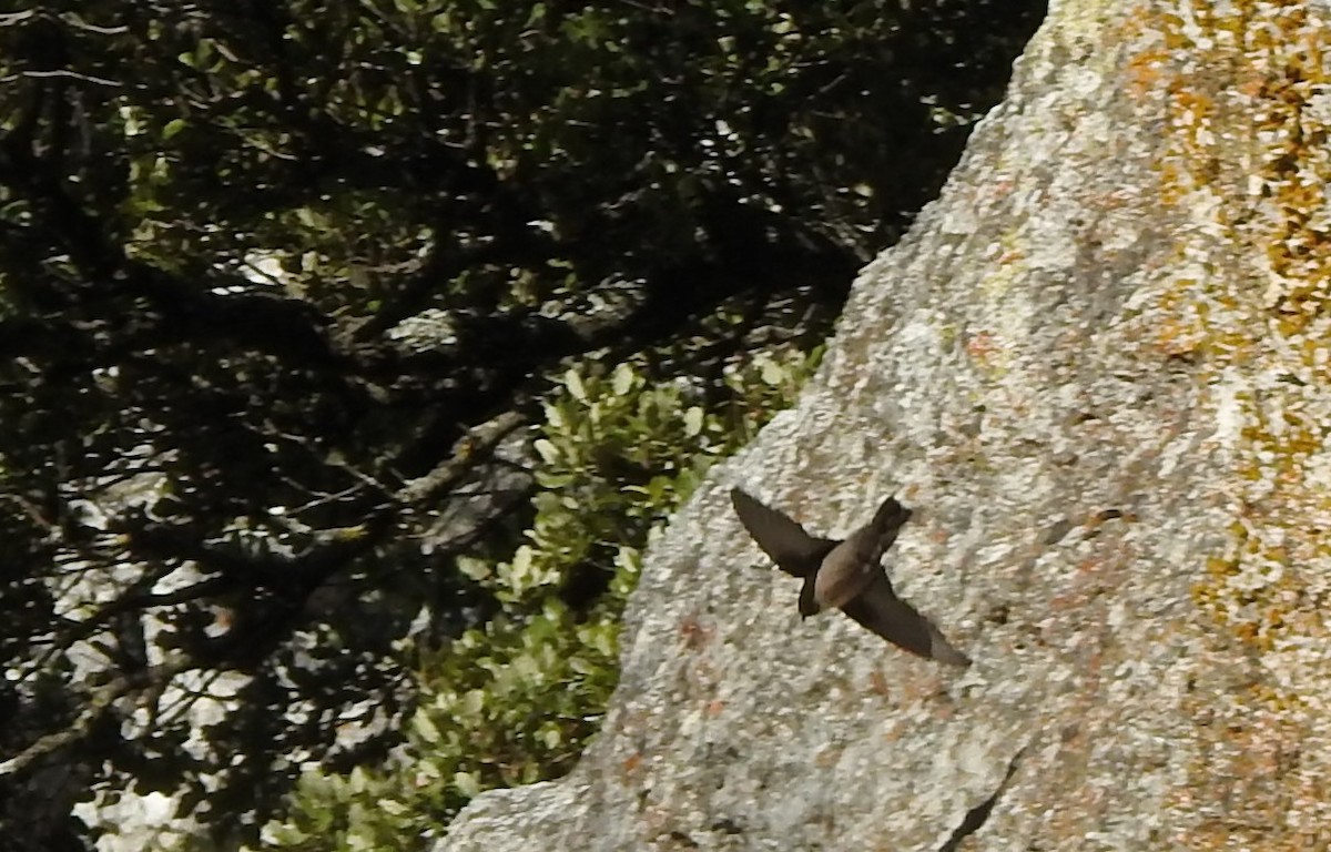 Eurasian Crag-Martin - ML645645554