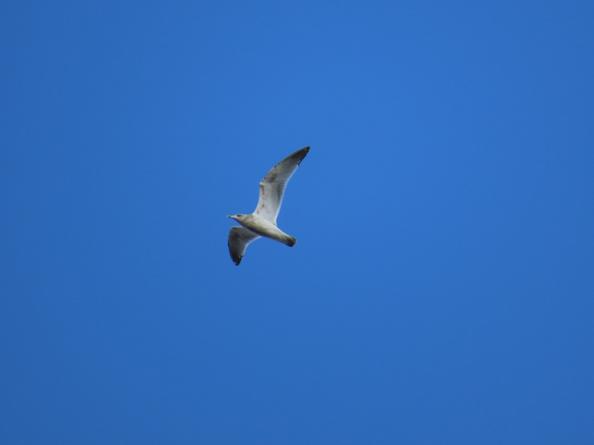Ring-billed Gull - ML645645555