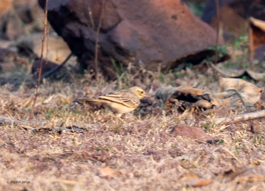 Tawny Pipit - ML645645556