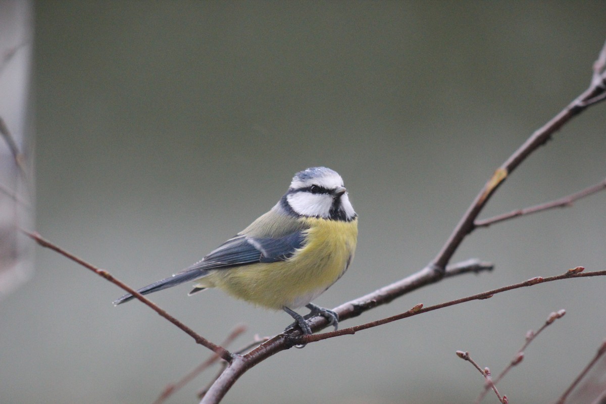 Eurasian Blue Tit - ML645645557
