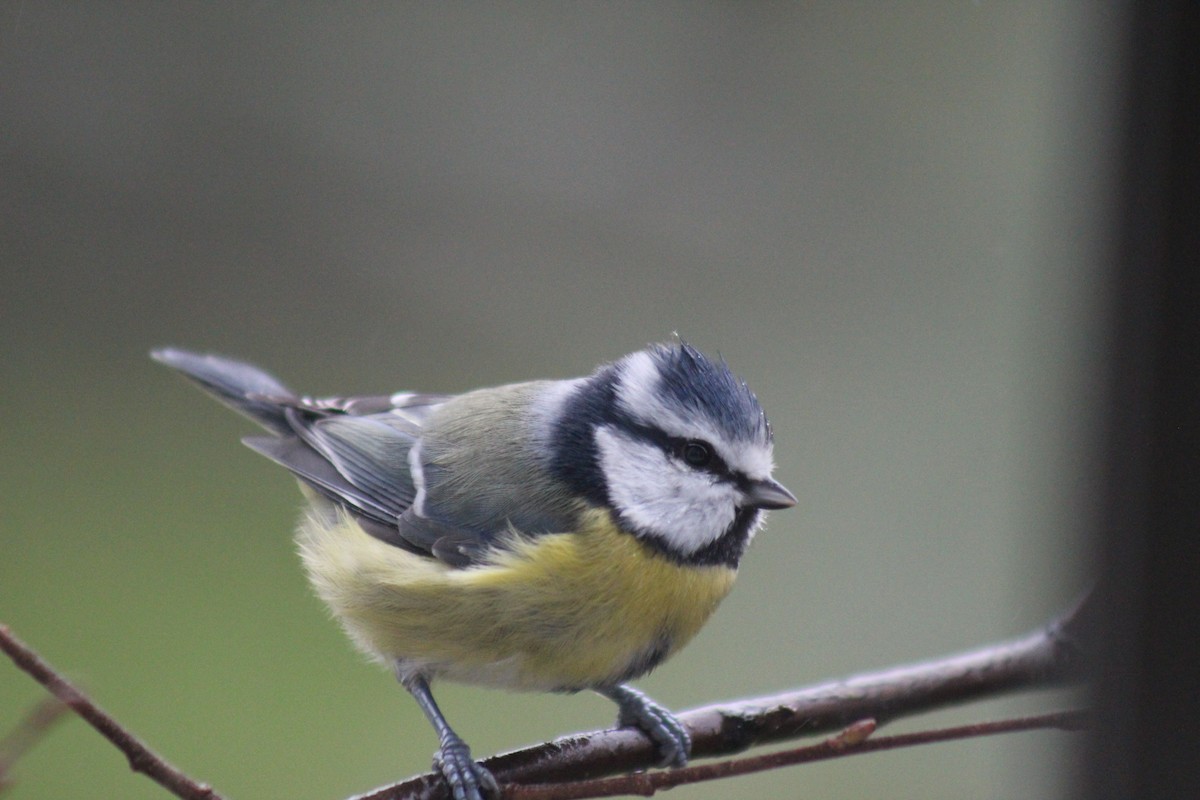 Eurasian Blue Tit - ML645645558