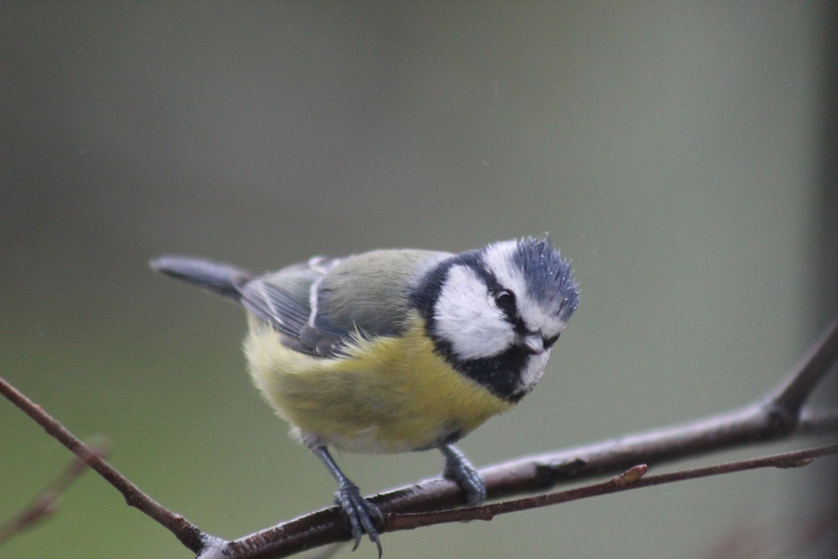 Eurasian Blue Tit - ML645645559