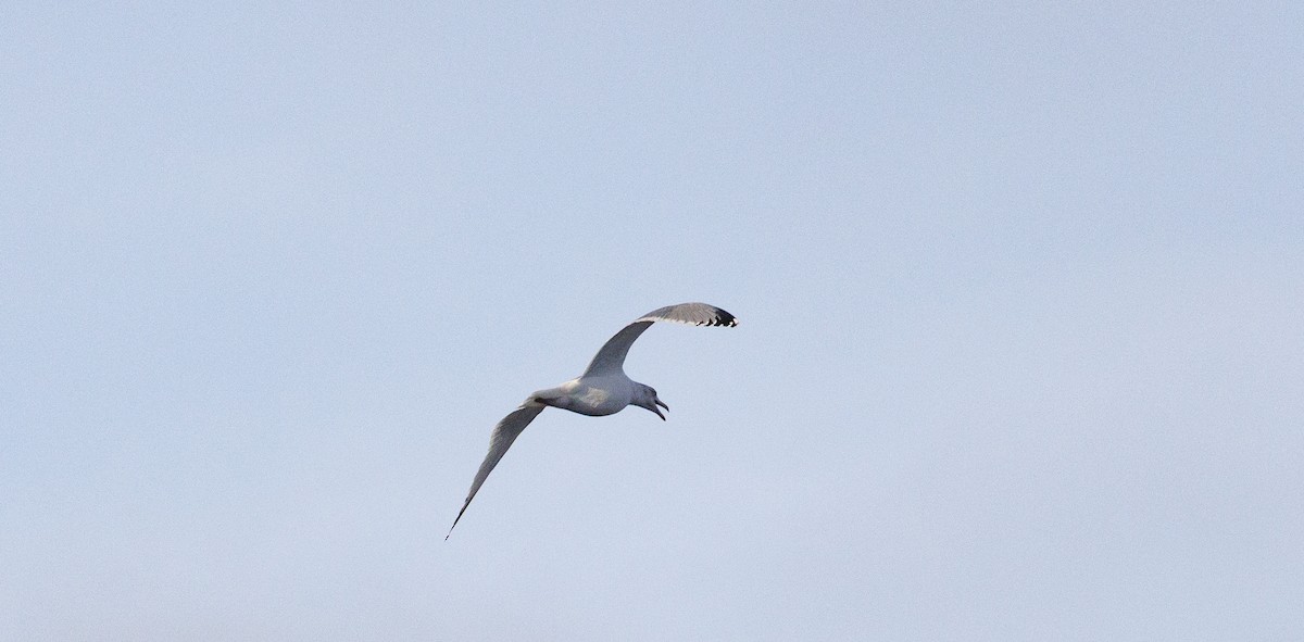 American Herring Gull - ML645645560