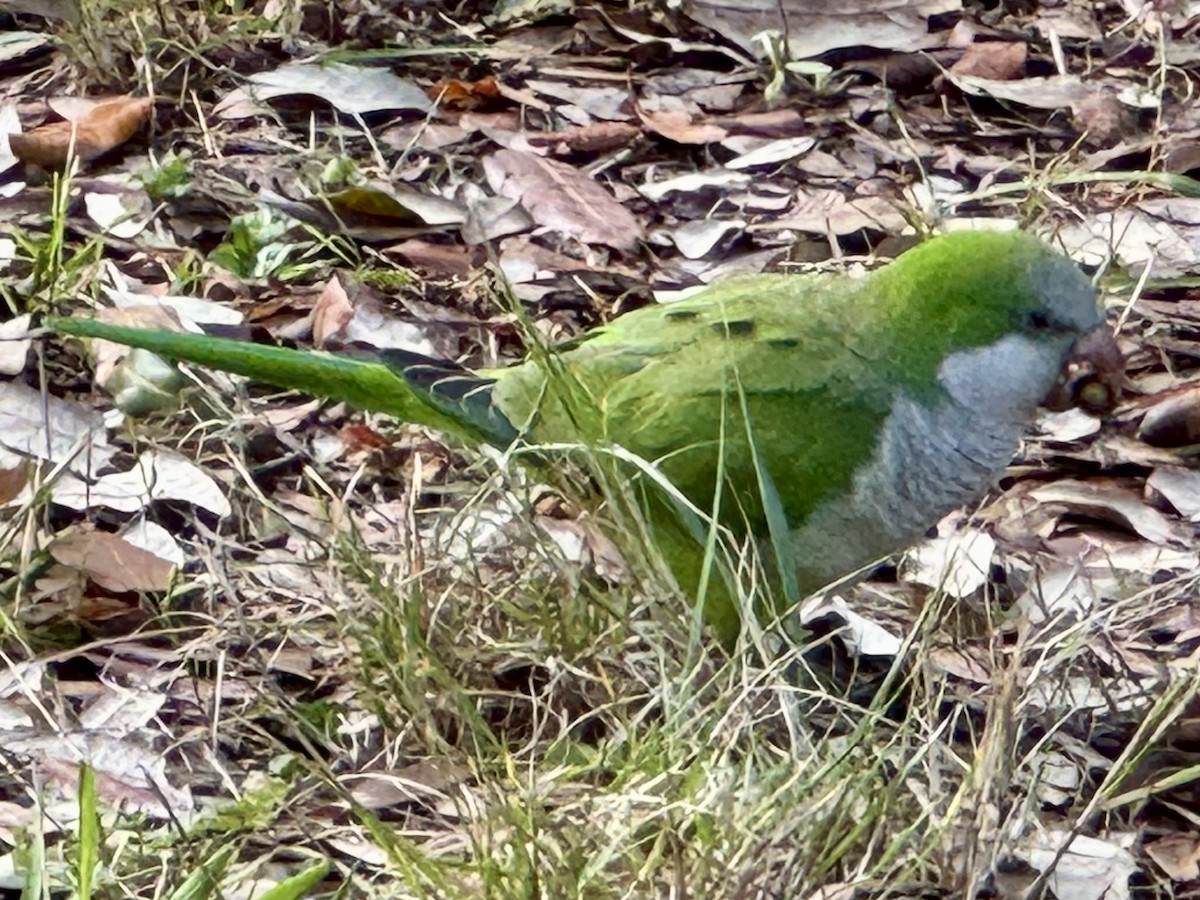 Mönchssittich - ML645645561