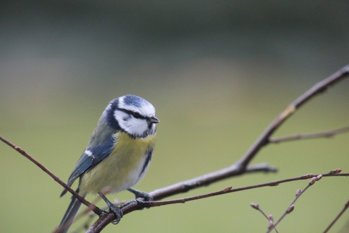 Eurasian Blue Tit - ML645645562