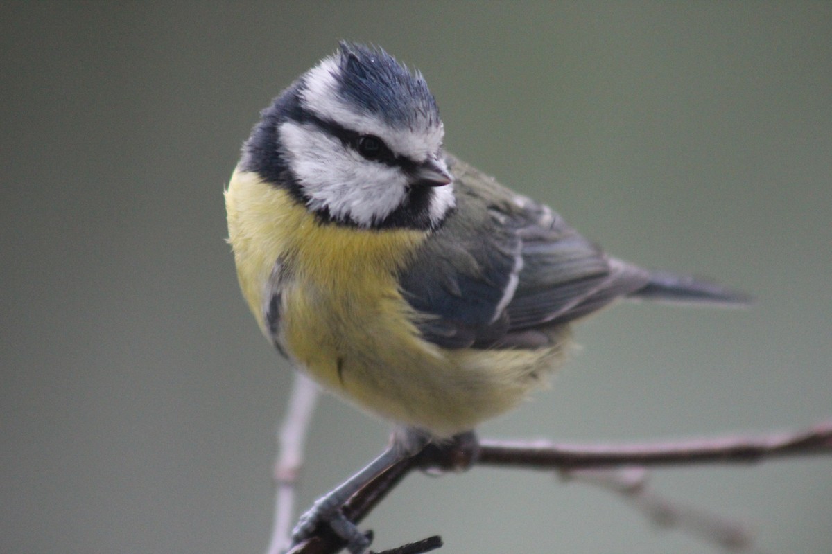 Eurasian Blue Tit - ML645645566