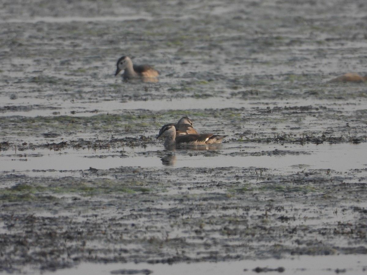 棉鴨 - ML645645567