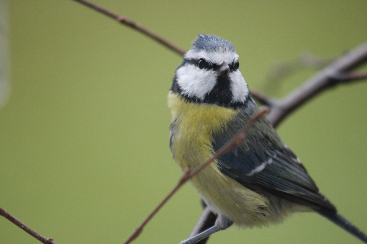 Eurasian Blue Tit - ML645645569