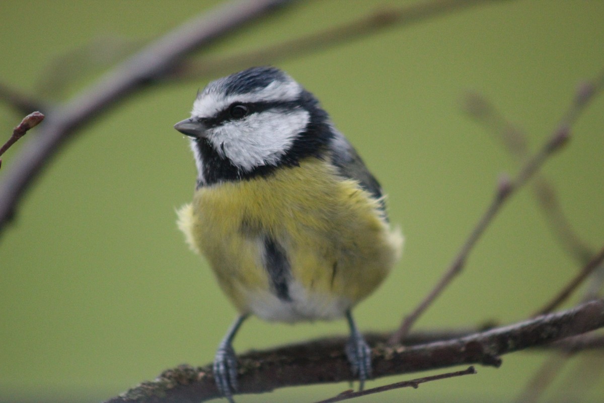 Eurasian Blue Tit - ML645645570