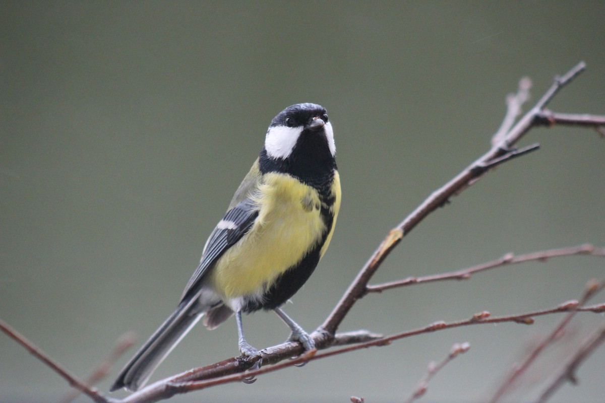 Great Tit - ML645645572