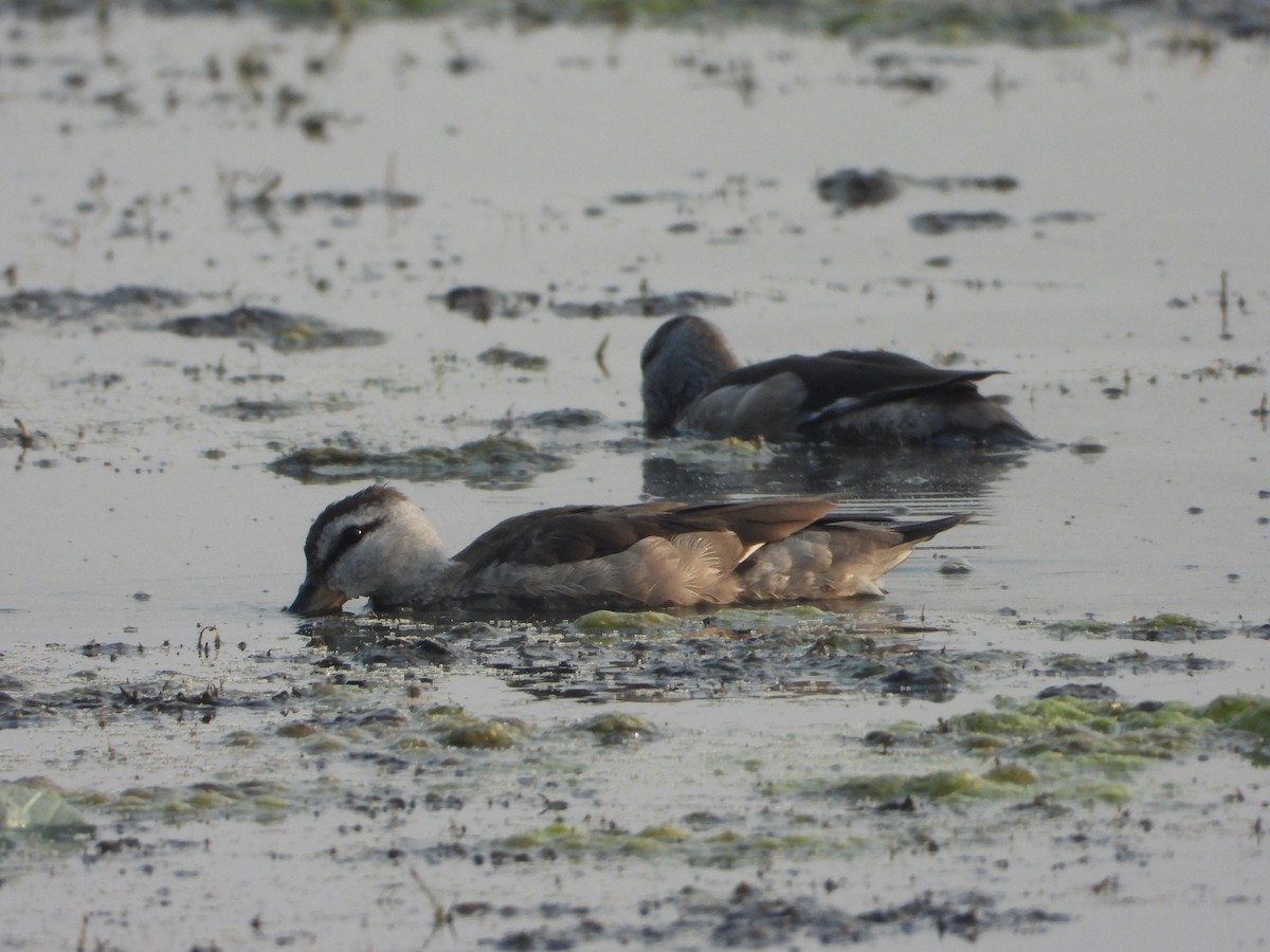 棉鴨 - ML645645575