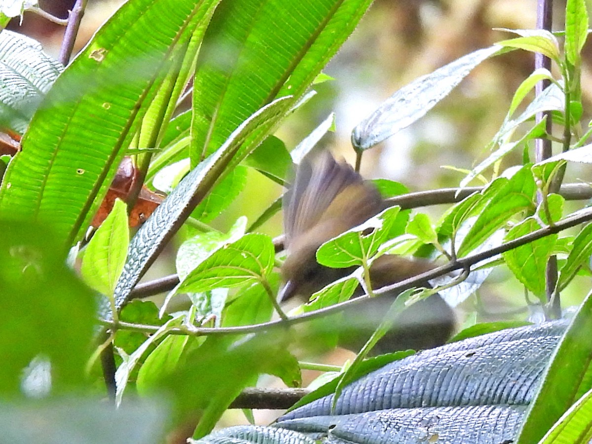 Oleaginous Hemispingus - ML645645577