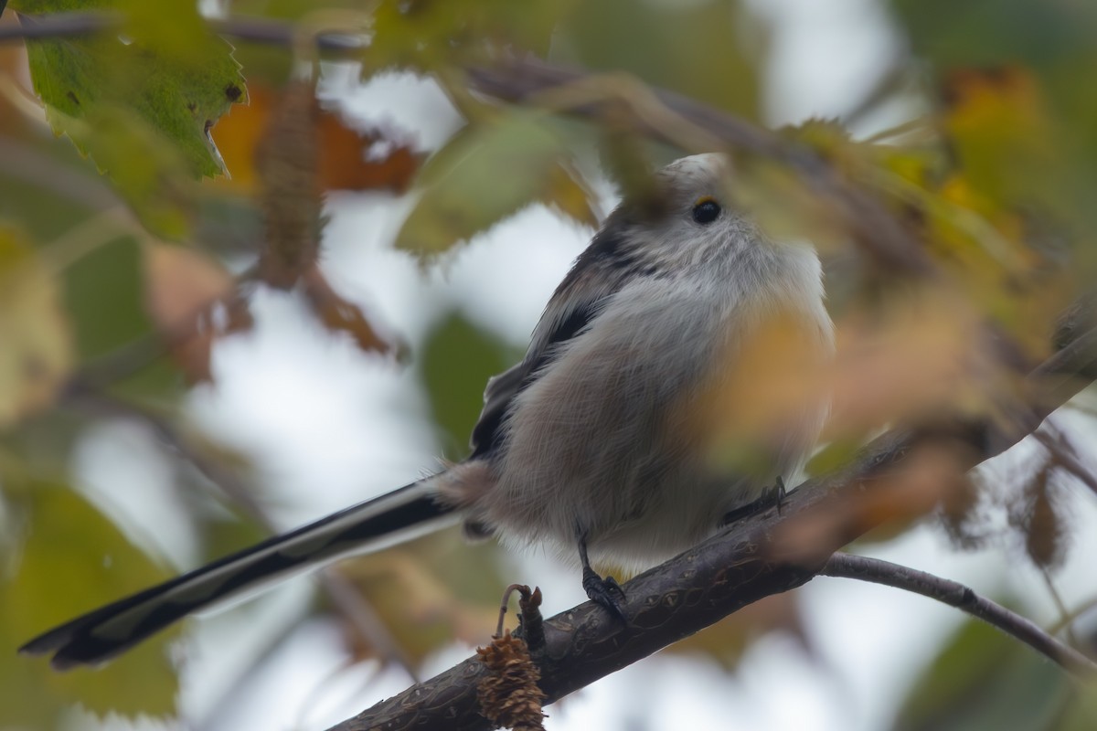 Long-tailed Tit - ML645645578