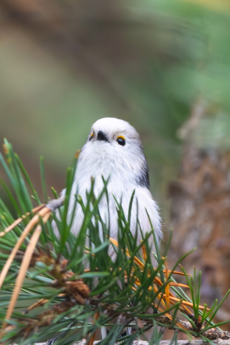 Long-tailed Tit - ML645645579