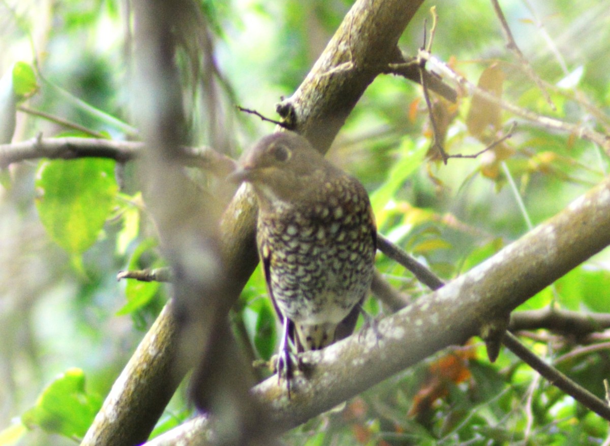 Blue-capped Rock-Thrush - ML645645581