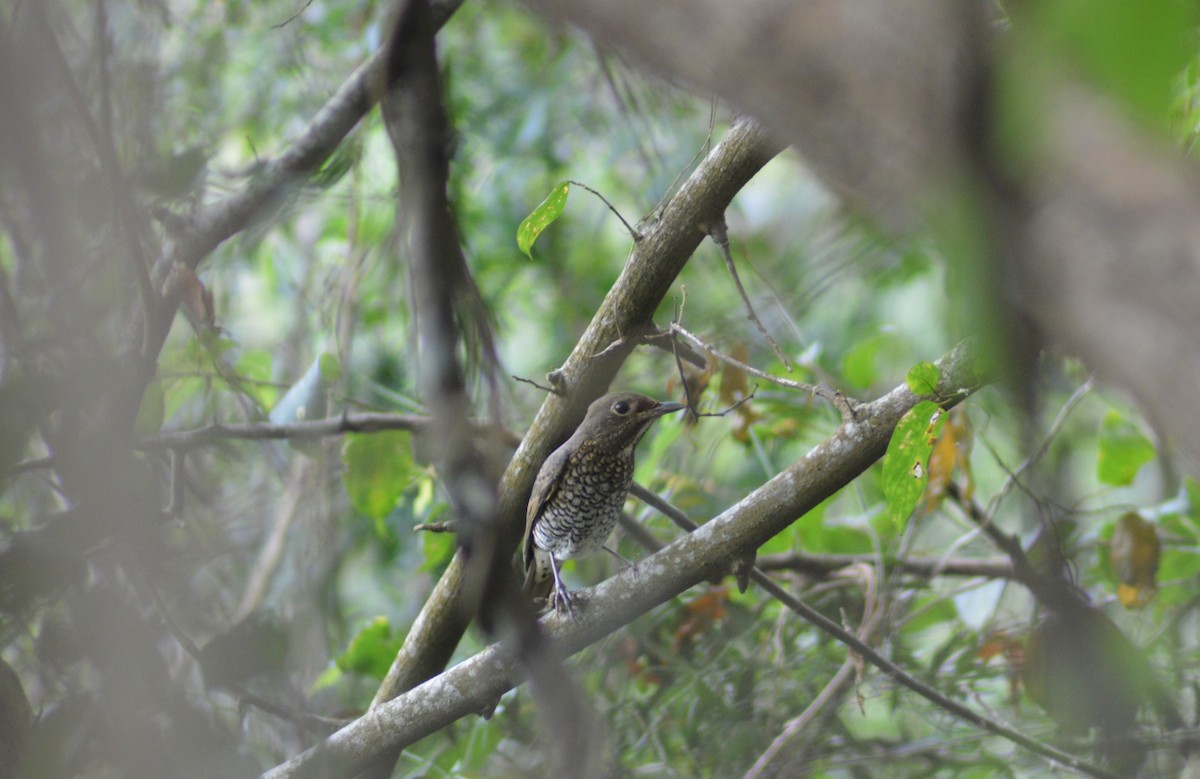 Blue-capped Rock-Thrush - ML645645582