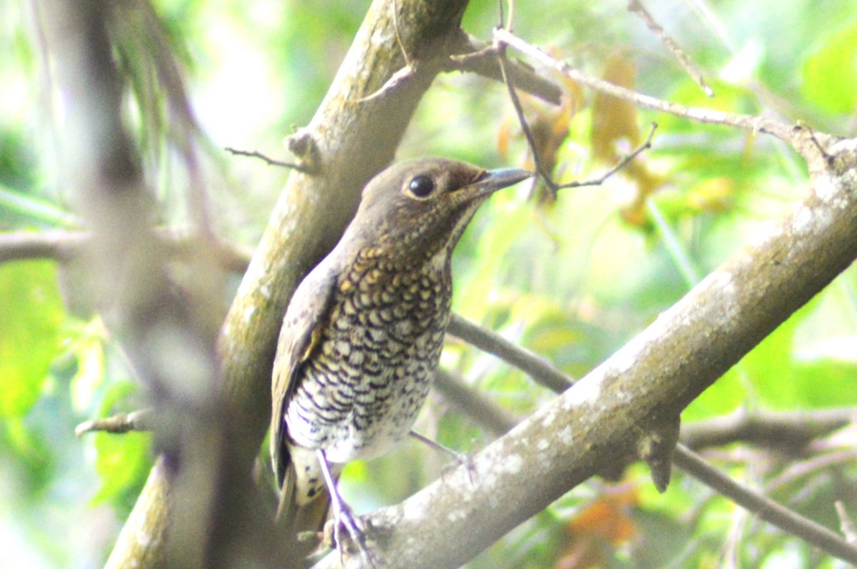 Blue-capped Rock-Thrush - ML645645583