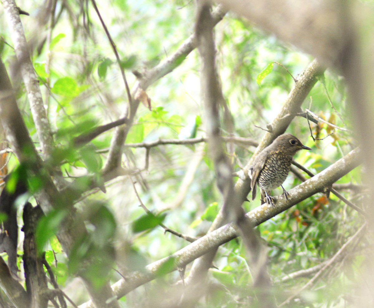 Blue-capped Rock-Thrush - ML645645585