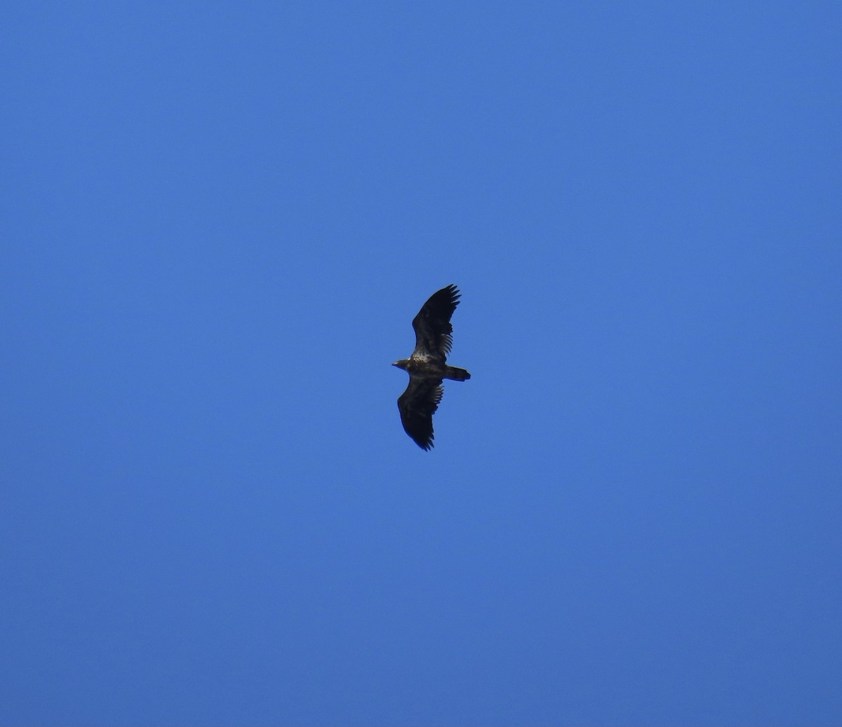 Bald Eagle - ML645645587