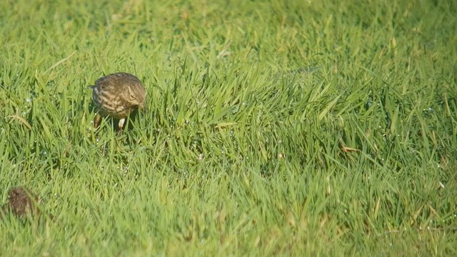 Скальный конёк - ML645645589