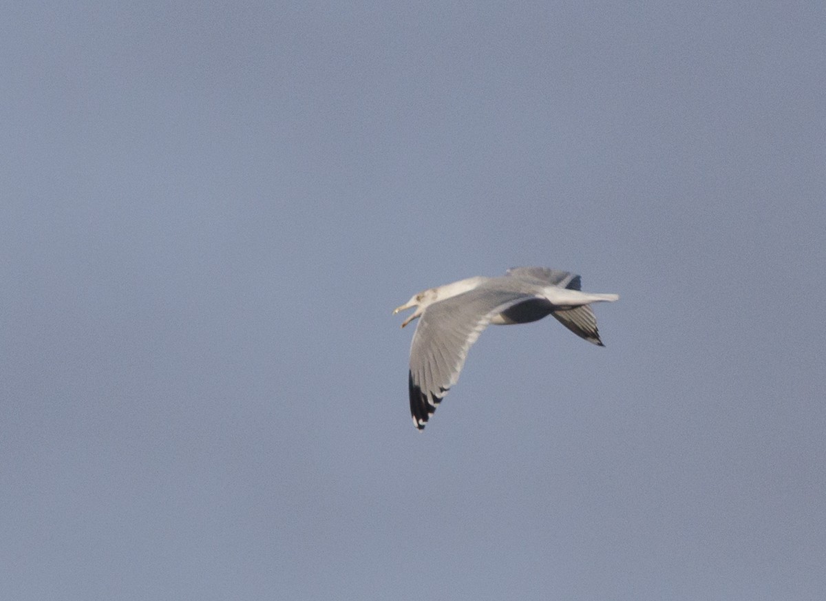 American Herring Gull - ML645645606