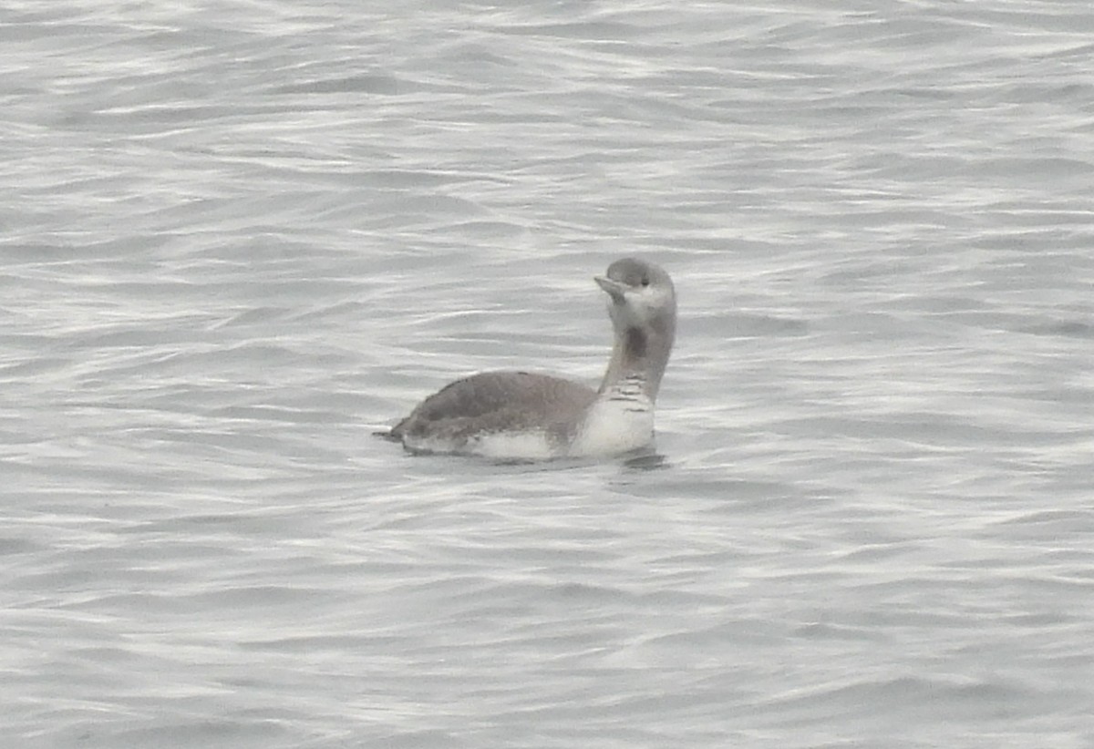 Red-throated Loon - ML645645613