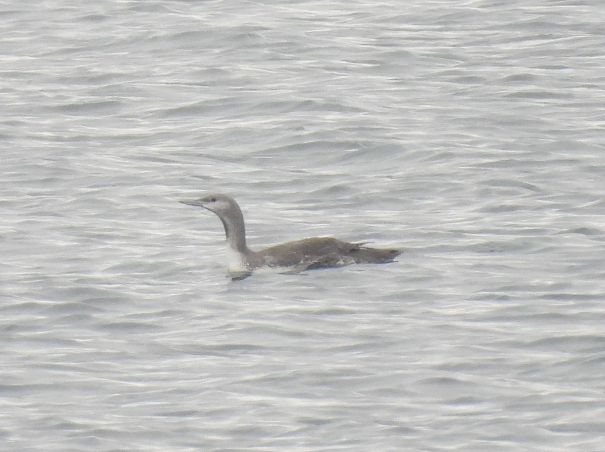 Red-throated Loon - ML645645614