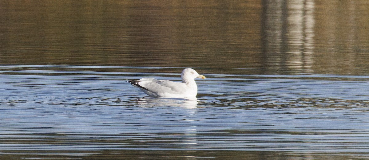 American Herring Gull - ML645645615