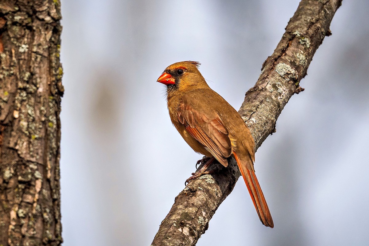 Northern Cardinal - ML645645620