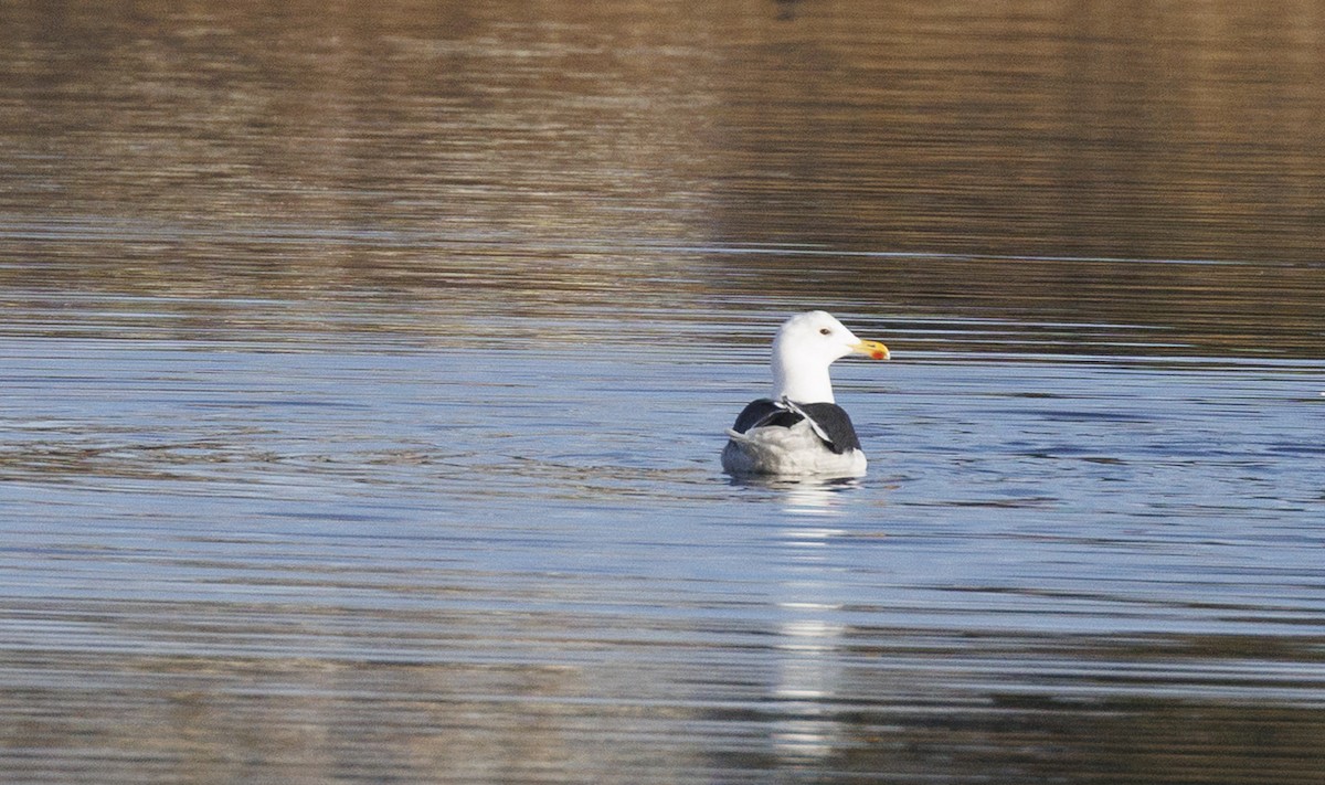 Great Black-backed Gull - ML645645623